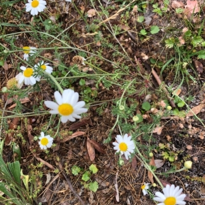 Chamaemelum nobile (Chamomile Daisy) at Chifley, ACT - 13 Dec 2020 by George