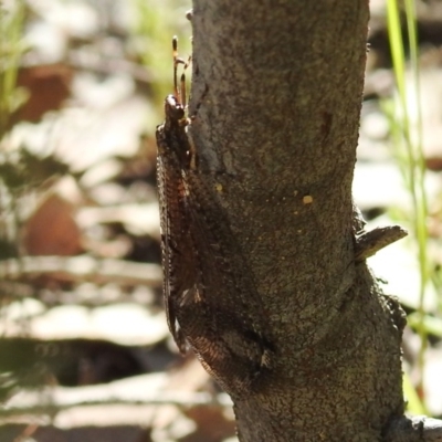 Glenoleon sp. (genus) (Antlion lacewing) at Bullen Range - 26 Dec 2020 by HelenCross