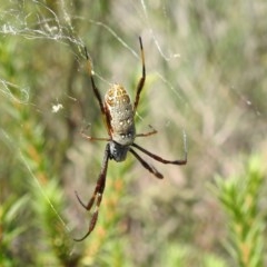 Trichonephila edulis (Golden orb weaver) at Bullen Range - 26 Dec 2020 by HelenCross