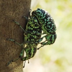Chrysolopus spectabilis (Botany Bay Weevil) at Kambah, ACT - 27 Dec 2020 by HelenCross