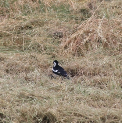 Grallina cyanoleuca (Magpie-lark) at Goulburn Mulwaree Council - 22 Dec 2020 by Rixon