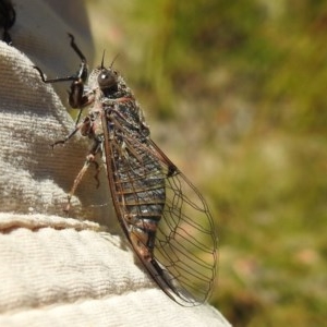 Atrapsalta furcilla at Kambah, ACT - 27 Dec 2020 11:50 AM