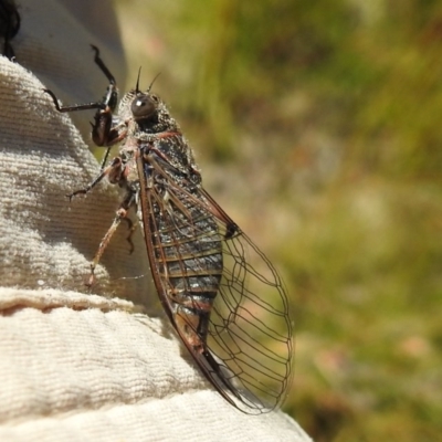 Atrapsalta furcilla (Southern Mountain Squeaker) at Bullen Range - 27 Dec 2020 by HelenCross