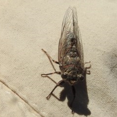 Atrapsalta furcilla at Kambah, ACT - 27 Dec 2020