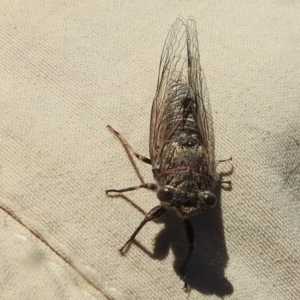 Atrapsalta furcilla at Kambah, ACT - 27 Dec 2020 11:50 AM