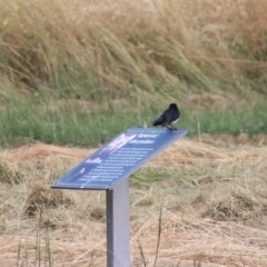 Rhipidura leucophrys (Willie Wagtail) at Goulburn Mulwaree Council - 22 Dec 2020 by Rixon