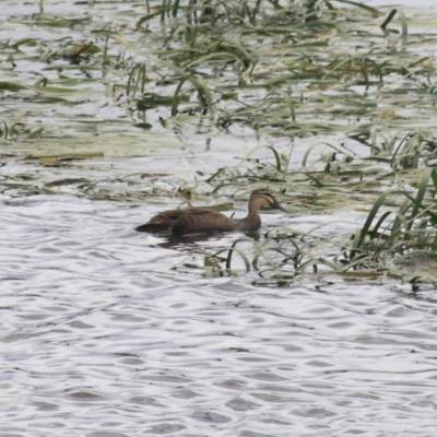 Anas superciliosa (Pacific Black Duck) at Goulburn, NSW - 22 Dec 2020 by Rixon