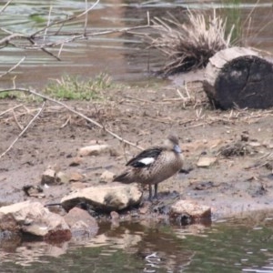 Anas gracilis at Goulburn, NSW - 22 Dec 2020