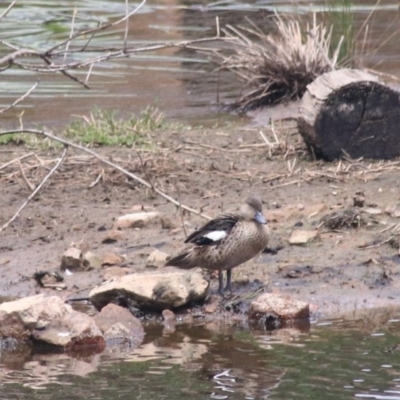 Anas gracilis (Grey Teal) at Goulburn, NSW - 22 Dec 2020 by Rixon