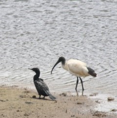 Phalacrocorax sulcirostris (Little Black Cormorant) at Goulburn, NSW - 22 Dec 2020 by Rixon