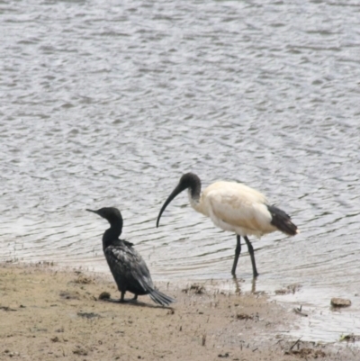 Phalacrocorax sulcirostris (Little Black Cormorant) at Goulburn Mulwaree Council - 22 Dec 2020 by Rixon