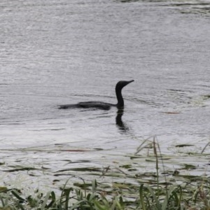 Phalacrocorax sulcirostris at Goulburn, NSW - 22 Dec 2020