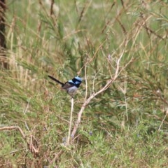 Malurus cyaneus (Superb Fairywren) at Goulburn Wetlands - 22 Dec 2020 by Rixon