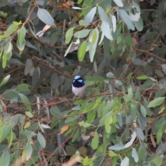 Malurus cyaneus at Goulburn, NSW - 22 Dec 2020 01:04 PM