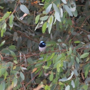 Malurus cyaneus at Goulburn, NSW - 22 Dec 2020 01:04 PM