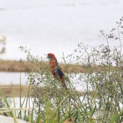 Platycercus elegans (Crimson Rosella) at Goulburn Wetlands - 22 Dec 2020 by Rixon