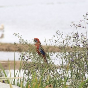 Platycercus elegans at Goulburn, NSW - 22 Dec 2020