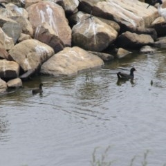 Gallinula tenebrosa (Dusky Moorhen) at Goulburn, NSW - 22 Dec 2020 by Rixon