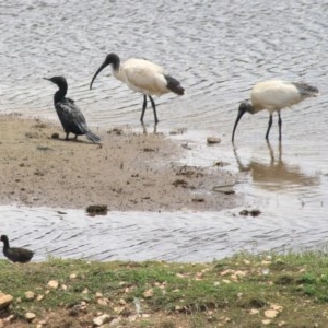 Threskiornis molucca at Goulburn, NSW - 22 Dec 2020