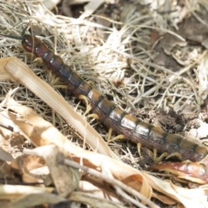 Cormocephalus aurantiipes at Higgins, ACT - 27 Dec 2020