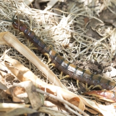 Cormocephalus aurantiipes (Orange-legged Centipede) at Higgins, ACT - 27 Dec 2020 by AlisonMilton