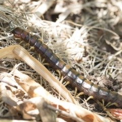 Cormocephalus aurantiipes at Higgins, ACT - 27 Dec 2020