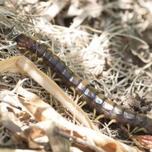 Cormocephalus aurantiipes at Higgins, ACT - 27 Dec 2020