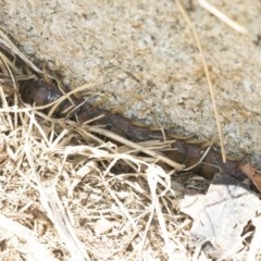 Cormocephalus aurantiipes at Higgins, ACT - 27 Dec 2020