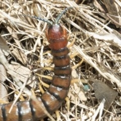 Cormocephalus aurantiipes at Higgins, ACT - 27 Dec 2020