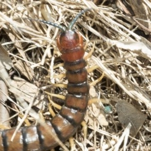 Cormocephalus aurantiipes at Higgins, ACT - 27 Dec 2020