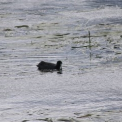 Fulica atra (Eurasian Coot) at Goulburn, NSW - 22 Dec 2020 by Rixon