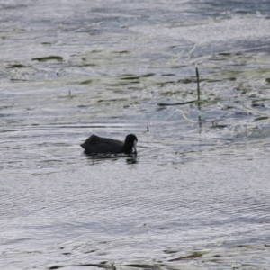 Fulica atra at Goulburn, NSW - 22 Dec 2020 01:49 PM