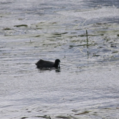 Fulica atra (Eurasian Coot) at Goulburn Mulwaree Council - 22 Dec 2020 by Rixon