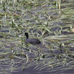 Fulica atra at Goulburn, NSW - 22 Dec 2020 01:49 PM