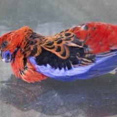 Platycercus elegans (Crimson Rosella) at Higgins, ACT - 27 Dec 2020 by AlisonMilton