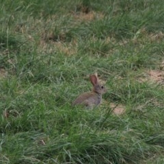 Oryctolagus cuniculus (European Rabbit) at Goulburn, NSW - 22 Dec 2020 by Rixon