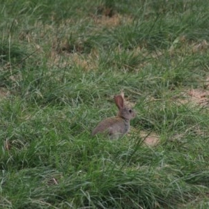 Oryctolagus cuniculus at Goulburn, NSW - 22 Dec 2020