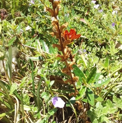 Orobanche minor (Broomrape) at Kambah, ACT - 27 Dec 2020 by ChickenLittle