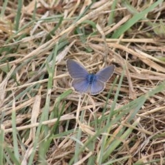 Zizina otis (Common Grass-Blue) at Fyshwick, ACT - 21 Dec 2020 by Rixon