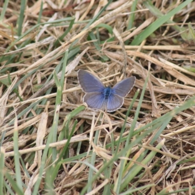 Zizina otis (Common Grass-Blue) at Fyshwick, ACT - 21 Dec 2020 by Rixon