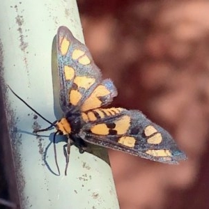 Amata (genus) at Aranda, ACT - 27 Dec 2020 11:11 AM