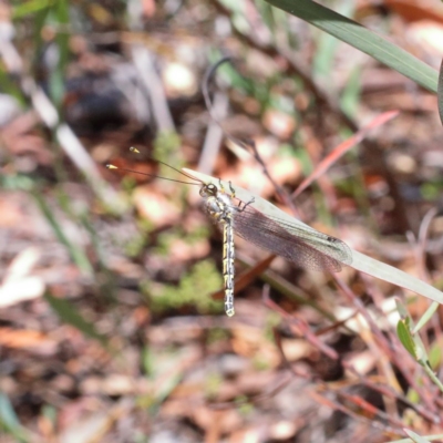 Suhpalacsa sp. (genus) (Owlfly) at O'Connor, ACT - 27 Dec 2020 by ConBoekel