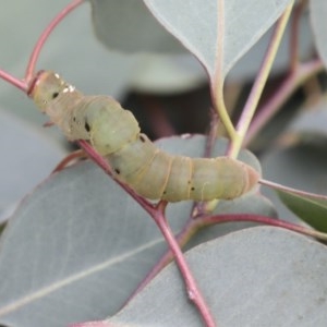 Geometridae (family) IMMATURE at Hawker, ACT - 25 Dec 2020