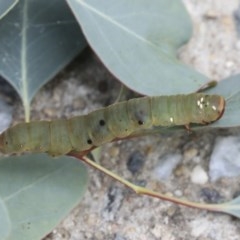 Geometridae (family) IMMATURE at Hawker, ACT - 25 Dec 2020