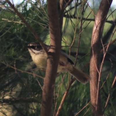 Sericornis frontalis (White-browed Scrubwren) at Fyshwick, ACT - 15 Nov 2020 by Rixon