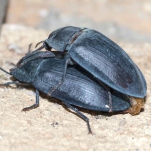 Pterohelaeus piceus at Higgins, ACT - 25 Dec 2020