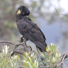 Zanda funerea (Yellow-tailed Black-Cockatoo) at Tathra, NSW - 24 Dec 2020 by Leo