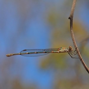 Austrolestes leda at O'Connor, ACT - 27 Dec 2020