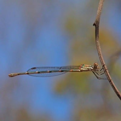 Austrolestes leda (Wandering Ringtail) at O'Connor, ACT - 26 Dec 2020 by ConBoekel