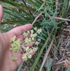 Astrotricha ledifolia (Common Star-hair) at Currawang, NSW - 14 Dec 2020 by camcols